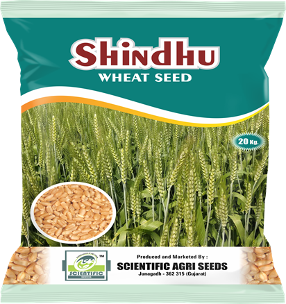 Wheat ( गेहूँ )