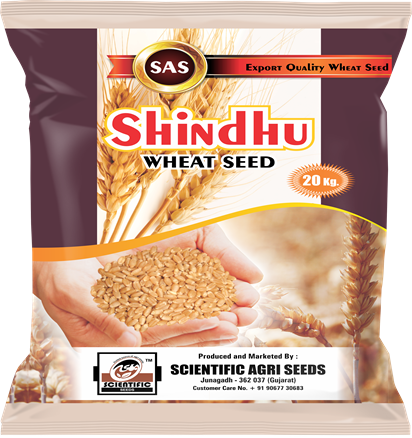 Wheat ( गेहूँ )
