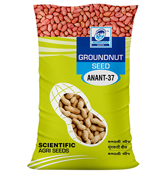 Groundnut ( मूंगफली )