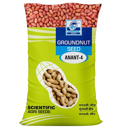 Groundnut ( मूंगफली )