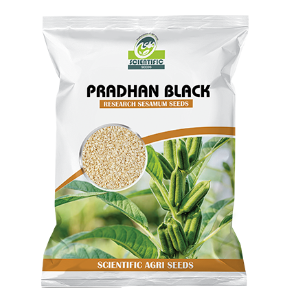 Sesamum ( तील )