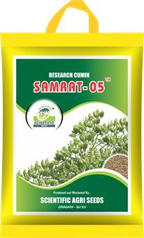 Samrat-5 Cumin Seeds (સમ્રાટ-પ જીરૂ)