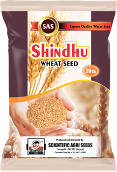 Shindhu -1 Wheat Seed - (સિંધુ-૧ ઘઉં)