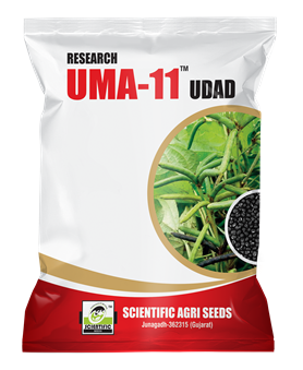 Uma-11 Black Gram (ઉમા-૧૧ અડદ)