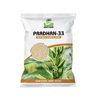 Pradhan-33 Sesamum Seed (પ્રધાન-૩૩)