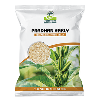 Pradhan - Early_Sesamum Seed (પ્રધાન અર્લી)
