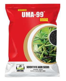 Uma-99 Black Gram (ઉમા-૯૯ અડદ)