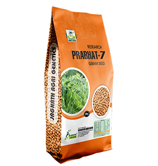 Prabhat-7 Gram Seed (પ્રભાત-૭ ચણા)
